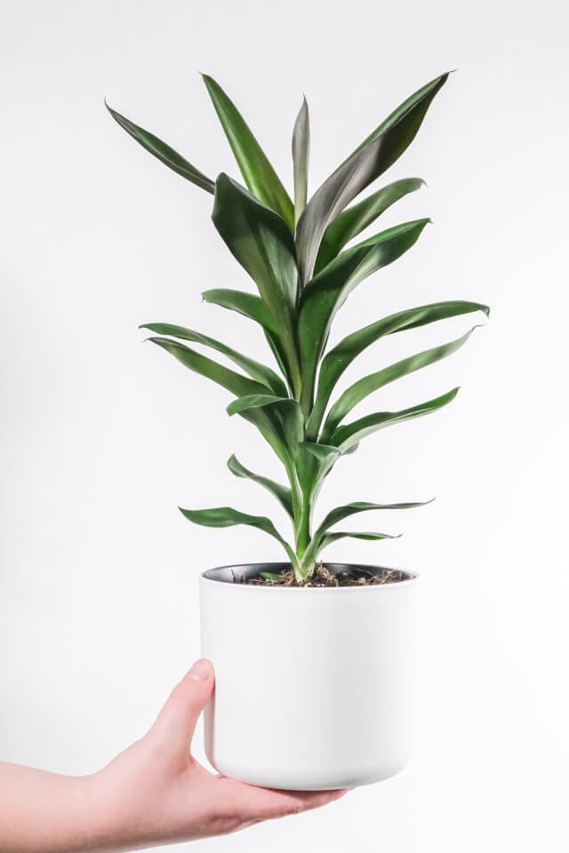 plants-shop-product-gallery-img-18 Dracaena Lisa - Image 2