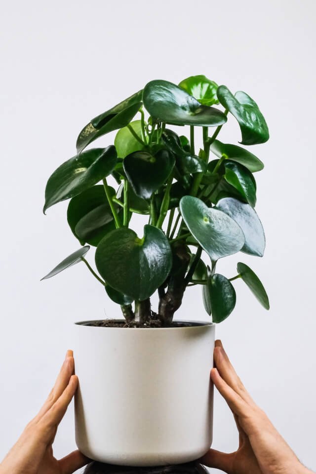 plants-shop-product-gallery-img-2 Ficus Decora Cabernet - Image 2